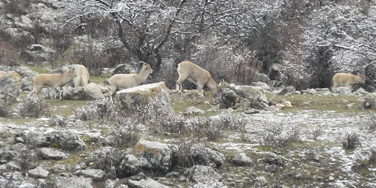 Dağ keçilerinin tuzu muhtardan