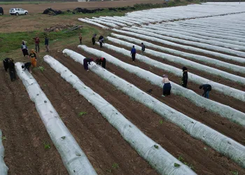 İlk hasat mayıs sonunda bekleniyor