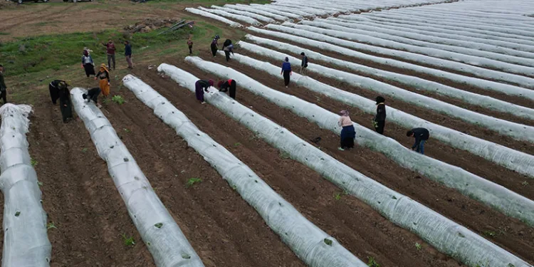 İlk hasat mayıs sonunda bekleniyor