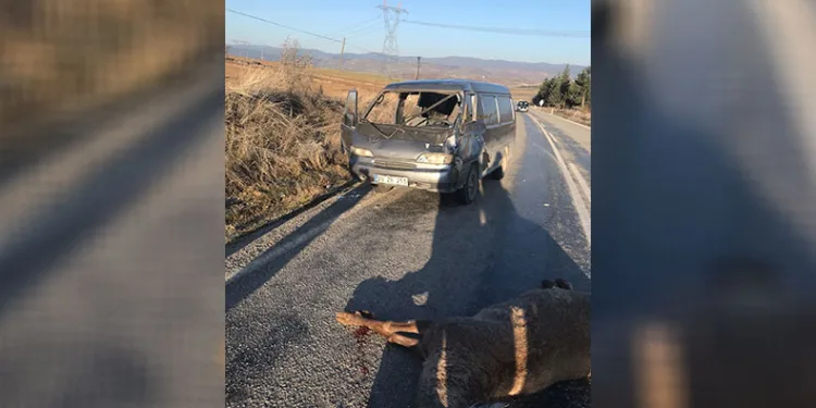 Geyiğe çarpan minibüste 2 kişi yaralandı