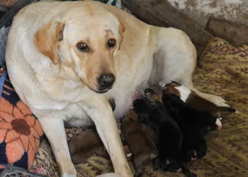 Sokak köpeği bir batında 12 yavru doğurdu