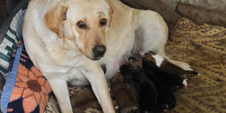 Sokak köpeği bir batında 12 yavru doğurdu