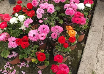 Burhaniye’ de çiçek satışları arttı