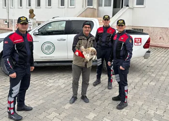 Yaralı kızıl şahini jandarma ekipleri buldu