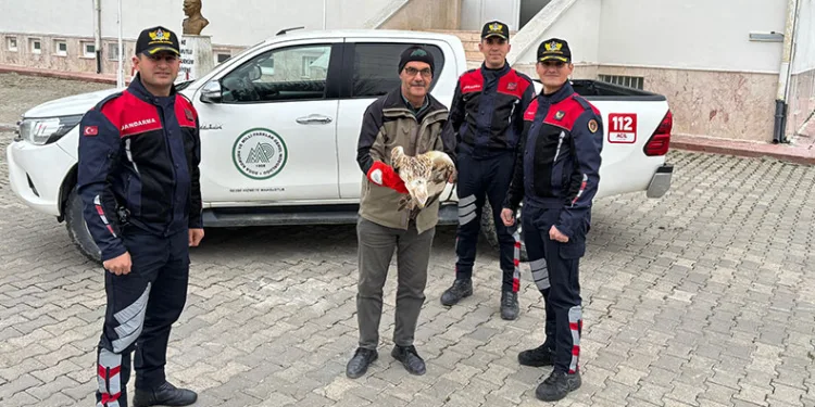 Yaralı kızıl şahini jandarma ekipleri buldu
