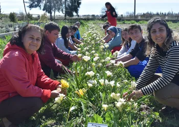 İlk defa kesme çiçek yetiştirdiler
