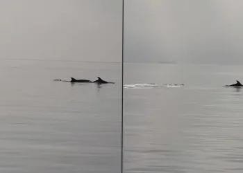Gemlik’te yunuslar görsel şölen oluşturdu