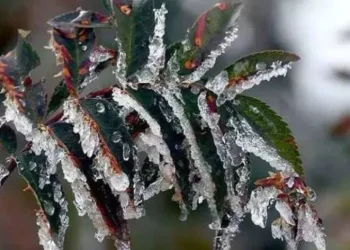 Meteoroloji’den don uyarısı