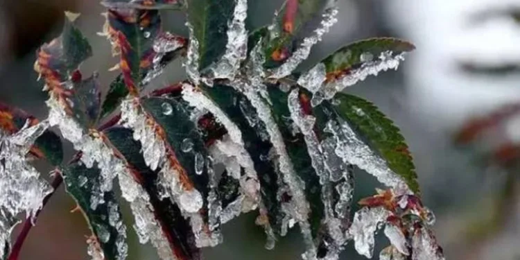 Meteoroloji’den don uyarısı
