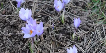 Baharın müjdecisi ‘çiğdemler’ çiçek açtı