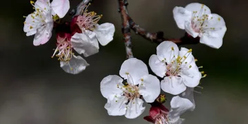 Kayısı ağaçları görsel şölen sundu