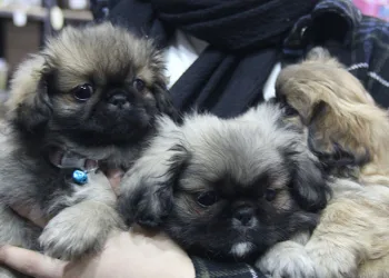 Köpekle önce ilgilendi sonra peşine takıp çaldı