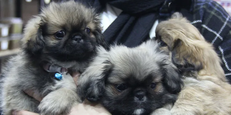 Köpekle önce ilgilendi sonra peşine takıp çaldı