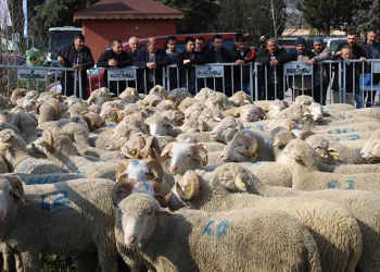 Yüzde 50 hibeli destek
