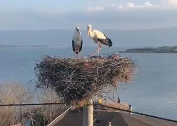 Yaren’in yari de geldi