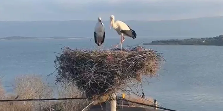 Yaren’in yari de geldi