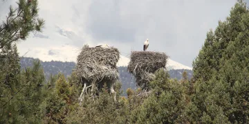 Ardıç ağaçları leylek yuvalarıyla şenlendi