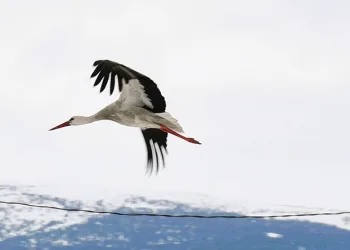 Baharın müjdecisi leylekler erken geldi