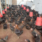 Kırsal kalkınmaya tavuk desteği