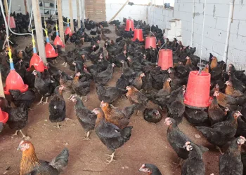 Kırsal kalkınmaya tavuk desteği