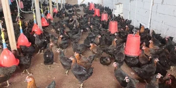 Kırsal kalkınmaya tavuk desteği