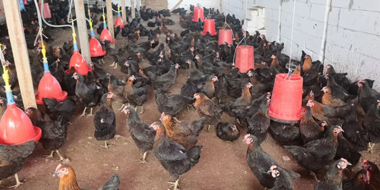 Kırsal kalkınmaya tavuk desteği