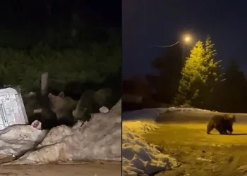 Uludağ’da aç kalan ayılar yemek aradı