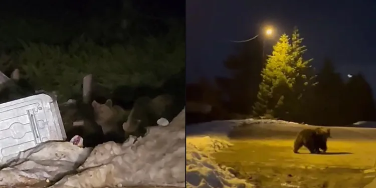 Uludağ’da aç kalan ayılar yemek aradı