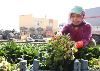 Adana’da yetişiyor, Malatya’dan talep görüyor