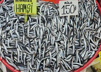 Bandırma’da hamsinin fiyatı düştü