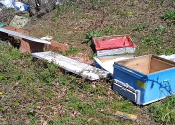 Arı kovanları ayılar tarafından parçalandı