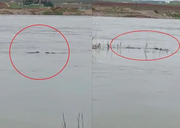 Nesli tehdit altında olan su samuru görüldü