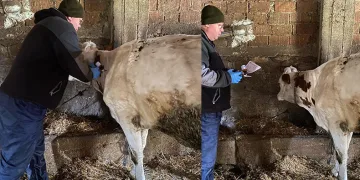 Kırklareli’nde bruselloz hastalığına karşı aşılama