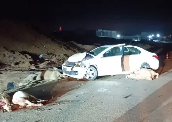 Otomobil koyun sürüsüne çarptı