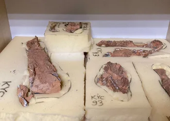 6 bin iskelet öğrencilerin ve bilimin hizmetinde