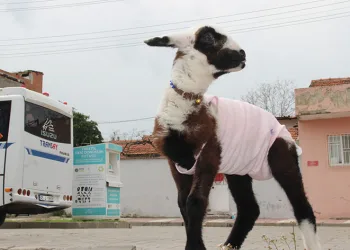 Bebek sevgisini kuzuyla giderdi