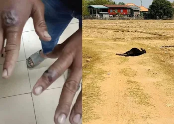 Laos’ta şarbon salgını