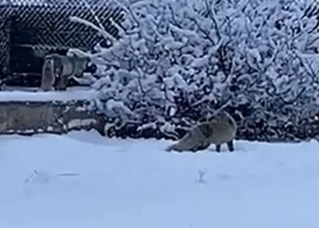 Erzurum’da aç kalan tilkiler kent merkezine indi