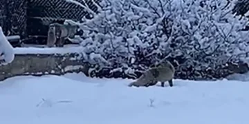 Erzurum’da aç kalan tilkiler kent merkezine indi