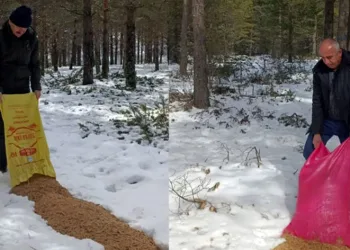 Yaban hayvanlarına yem bırakıldı