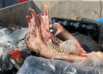 Çöpte eti sıyrılmış tek tırnaklı hayvan kemikleri bulundu
