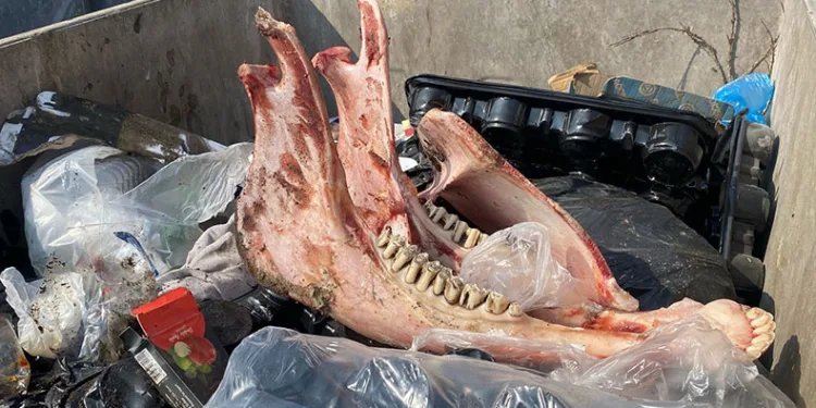 Çöpte eti sıyrılmış tek tırnaklı hayvan kemikleri bulundu