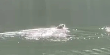 Su samuru böyle güneşlendi