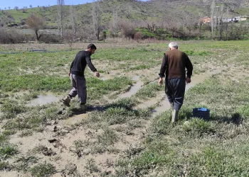 Sason’da çilek bahçesi su altında kaldı