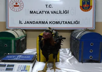 Malatya’da horoz dövüştürenlere ceza yağdı