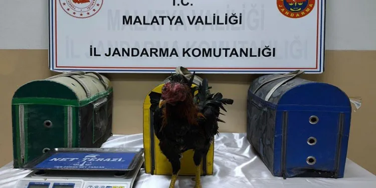 Malatya’da horoz dövüştürenlere ceza yağdı