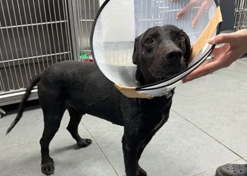 Tümör nedeniyle köpeğin kulağı ampute edildi