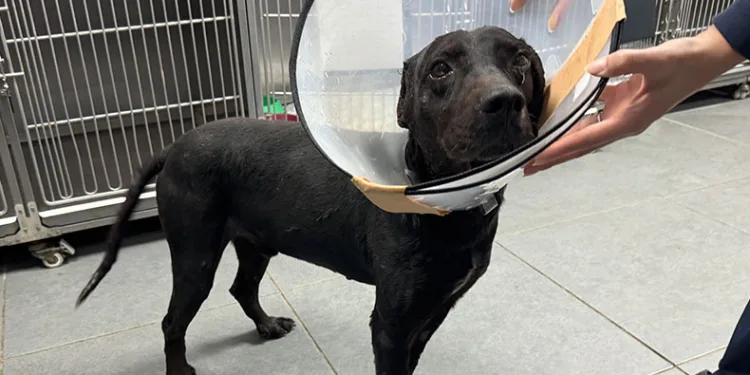 Tümör nedeniyle köpeğin kulağı ampute edildi