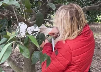 Söke’de araziler denetlendi
