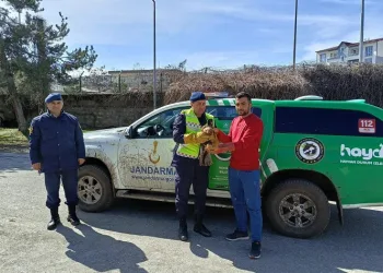 Jandarma ekipleri avcıların yaraladığı kartalı kurtardı